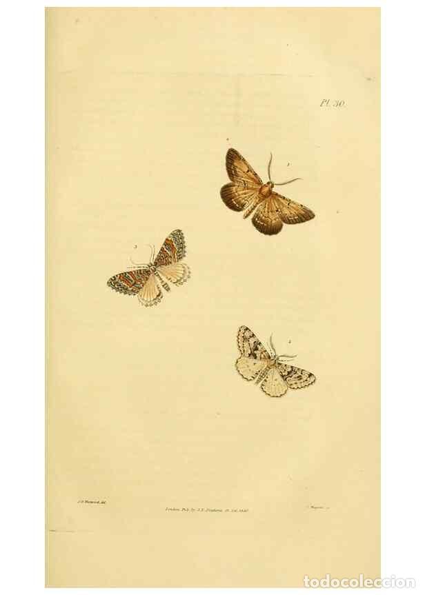 Coleccionismo de Revistas y Peri&oacute;dicos: Reproducci&oacute;n/Reproduction 49746424362: Illustrations of British entomology;. London:Printed for the