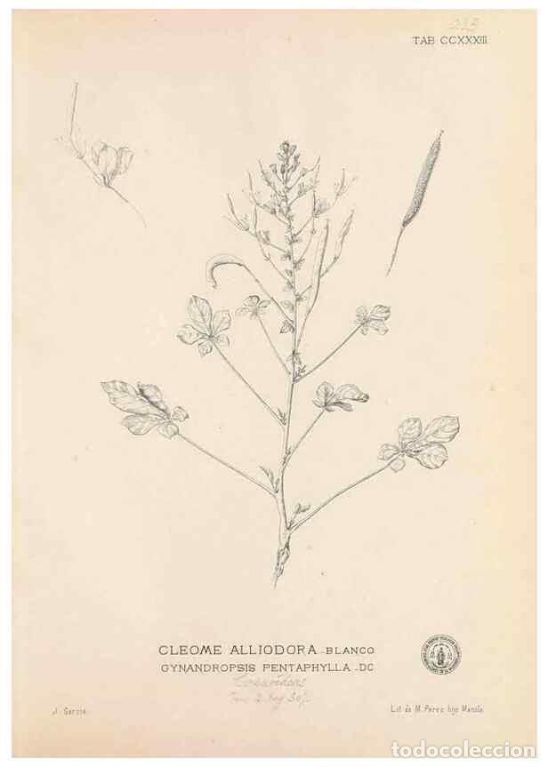 Coleccionismo de Revistas y Peri&oacute;dicos: Reproducci&oacute;n/Reproduction 49746634108: Flora de Filipinas,. Manila,Estab. tip. de Plana y ca.,1877-8