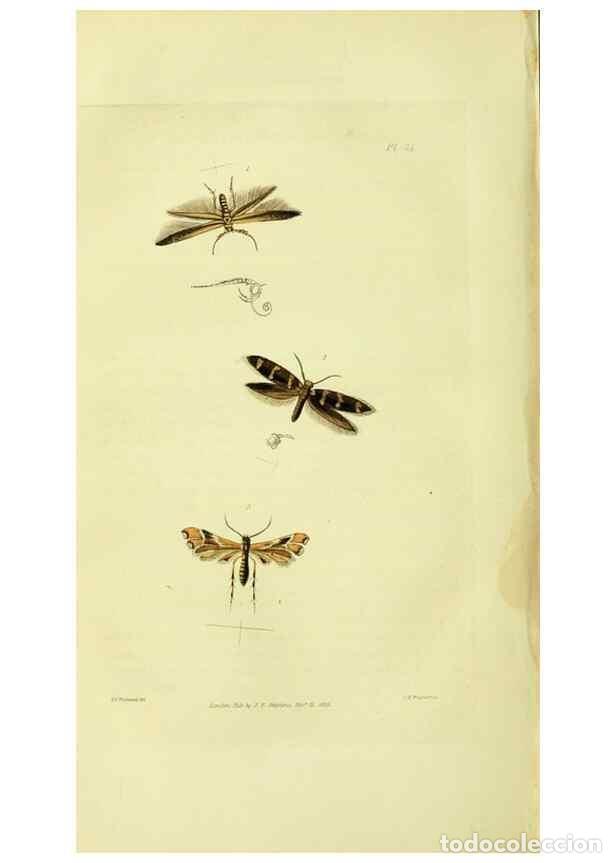 Coleccionismo de Revistas y Peri&oacute;dicos: Reproducci&oacute;n/Reproduction 49746178036: Illustrations of British entomology;. London:Printed for the