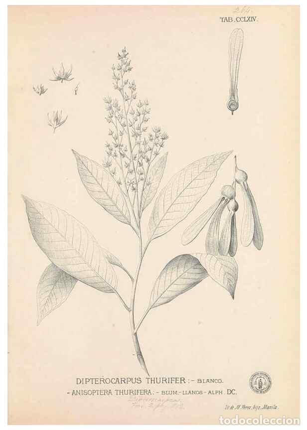 Coleccionismo de Revistas y Peri&oacute;dicos: Reproducci&oacute;n/Reproduction 49747184516: Flora de Filipinas,. Manila,Estab. tip. de Plana y ca.,1877-8