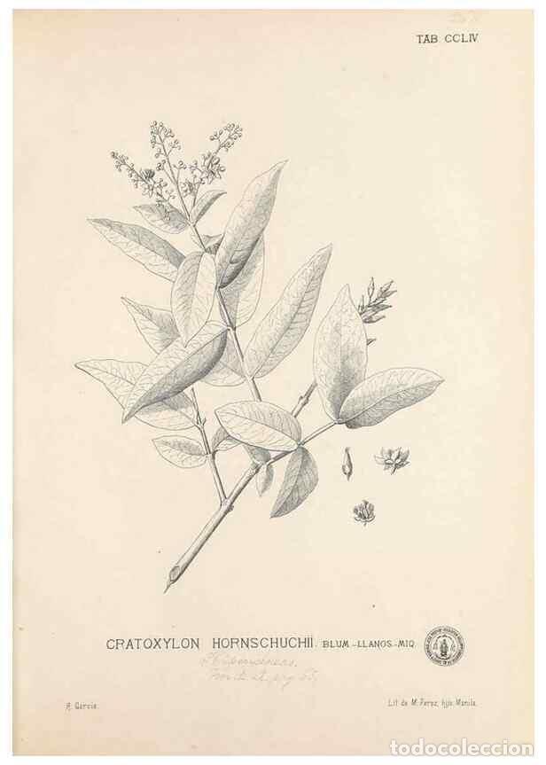 Coleccionismo de Revistas y Peri&oacute;dicos: Reproducci&oacute;n/Reproduction 49747181541: Flora de Filipinas,. Manila,Estab. tip. de Plana y ca.,1877-8