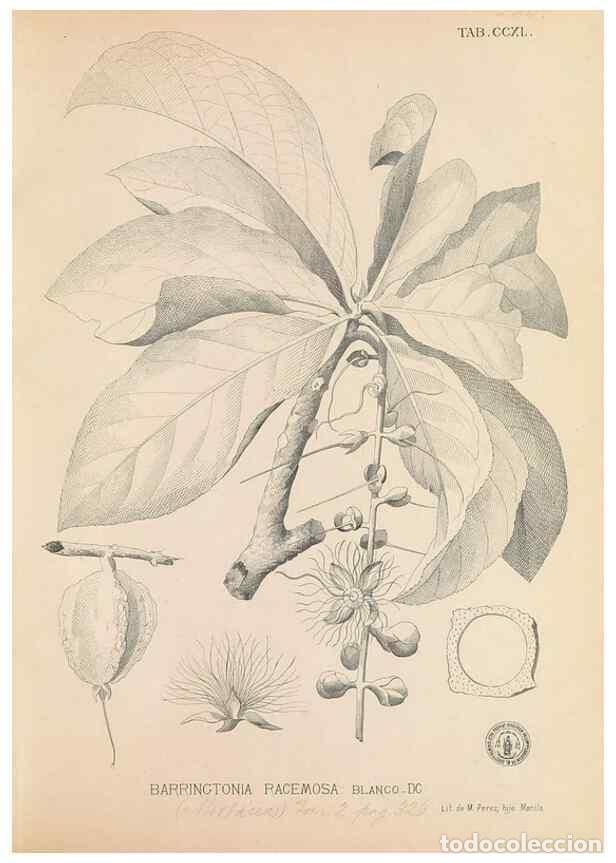 Coleccionismo de Revistas y Peri&oacute;dicos: Reproducci&oacute;n/Reproduction 49746636088: Flora de Filipinas,. Manila,Estab. tip. de Plana y ca.,1877-8