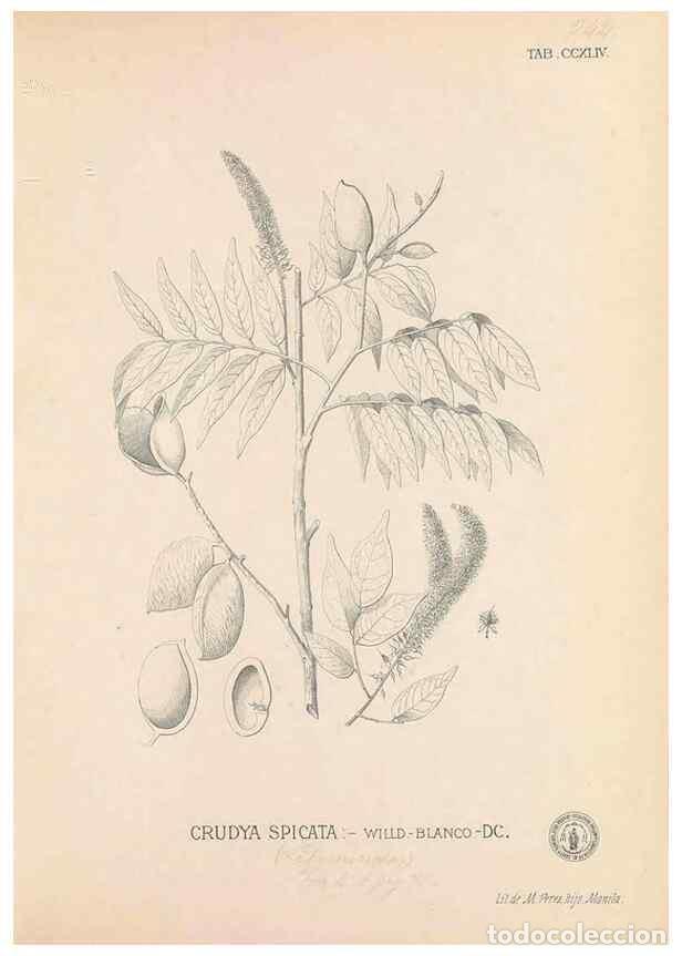 Coleccionismo de Revistas y Peri&oacute;dicos: Reproducci&oacute;n/Reproduction 49747506452: Flora de Filipinas,. Manila,Estab. tip. de Plana y ca.,1877-8