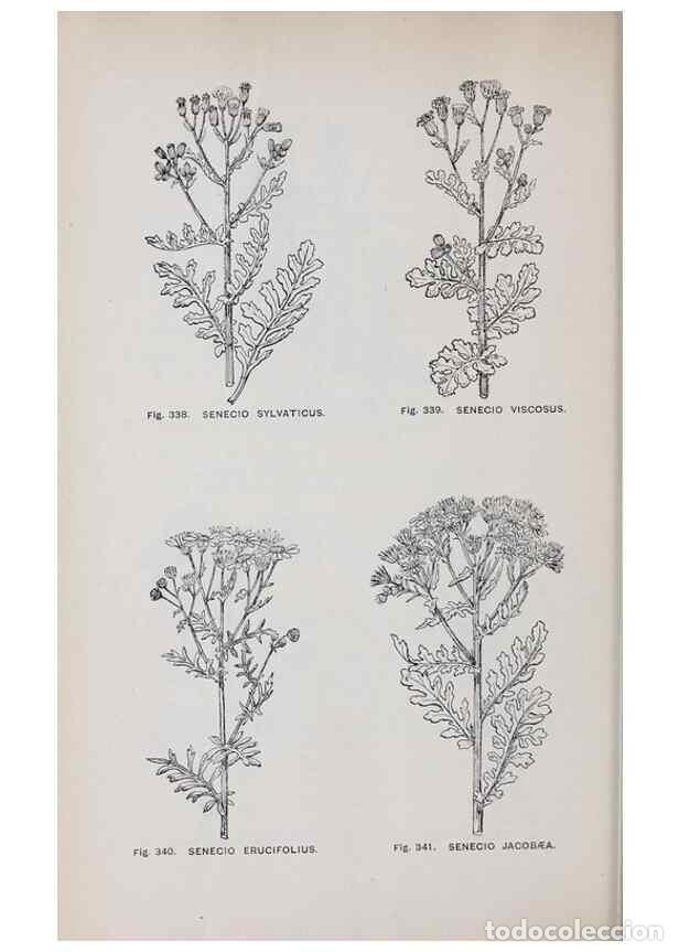 Coleccionismo de Revistas y Peri&oacute;dicos: Reproducci&oacute;n/Reproduction 49743274011: The flora of the Liverpool district /. Liverpool :D. Marples