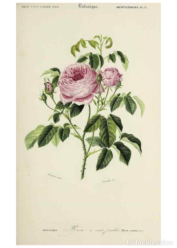 Coleccionismo de Revistas y Peri&oacute;dicos: Reproducci&oacute;n/Reproduction 49724218963: Dictionnaire universel d'histoire naturelle :. Paris :Chez le