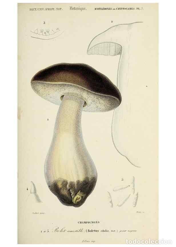 Coleccionismo de Revistas y Peri&oacute;dicos: Reproducci&oacute;n/Reproduction 49724749551: Dictionnaire universel d'histoire naturelle :. Paris :Chez le