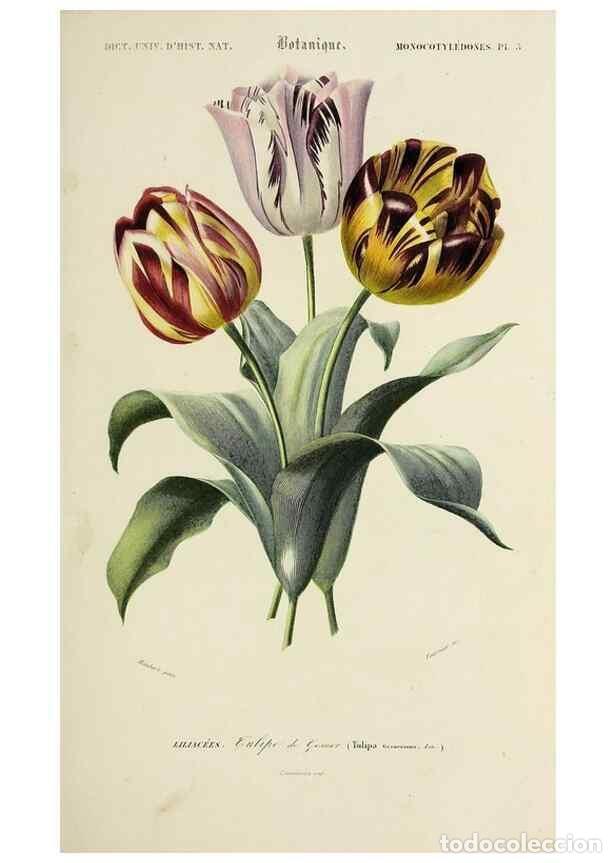 Coleccionismo de Revistas y Peri&oacute;dicos: Reproducci&oacute;n/Reproduction 49724212513: Dictionnaire universel d'histoire naturelle :. Paris :Chez le