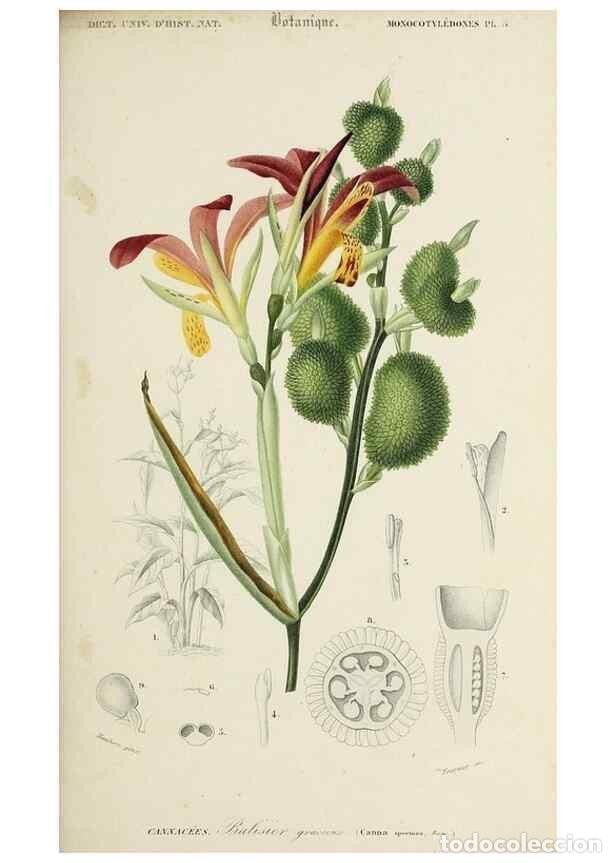 Coleccionismo de Revistas y Peri&oacute;dicos: Reproducci&oacute;n/Reproduction 49725070737: Dictionnaire universel d'histoire naturelle :. Paris :Chez le