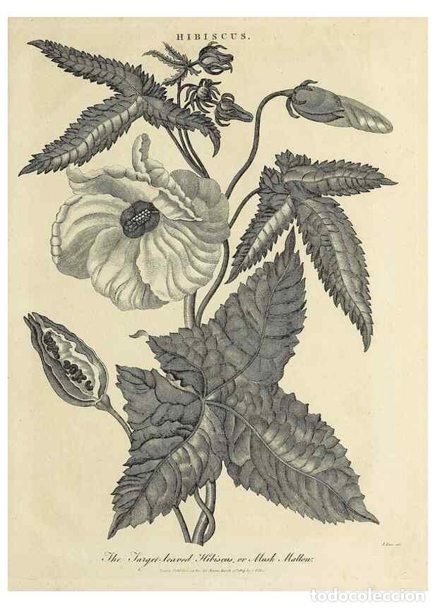 Coleccionismo de Revistas y Peri&oacute;dicos: Reproducci&oacute;n/Reproduction 49753935738: Encyclopaedia londinensis, or, Universal dictionary of arts,