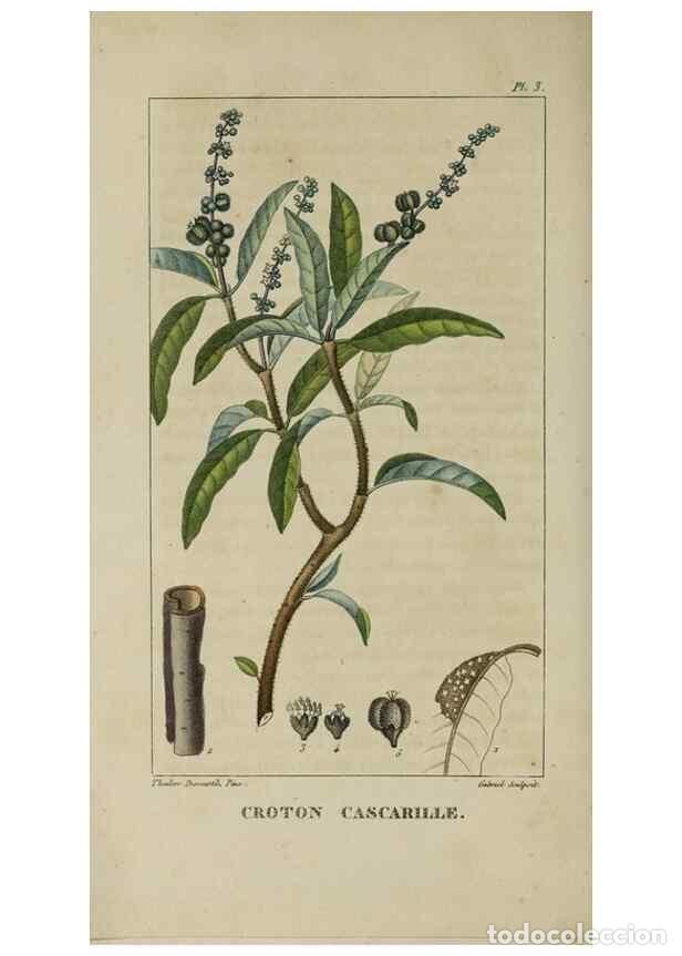 Coleccionismo de Revistas y Peri&oacute;dicos: Reproducci&oacute;n/Reproduction 49742619288: Flore pittoresque et m&eacute;dicale des Antilles, ou, Histoire natu