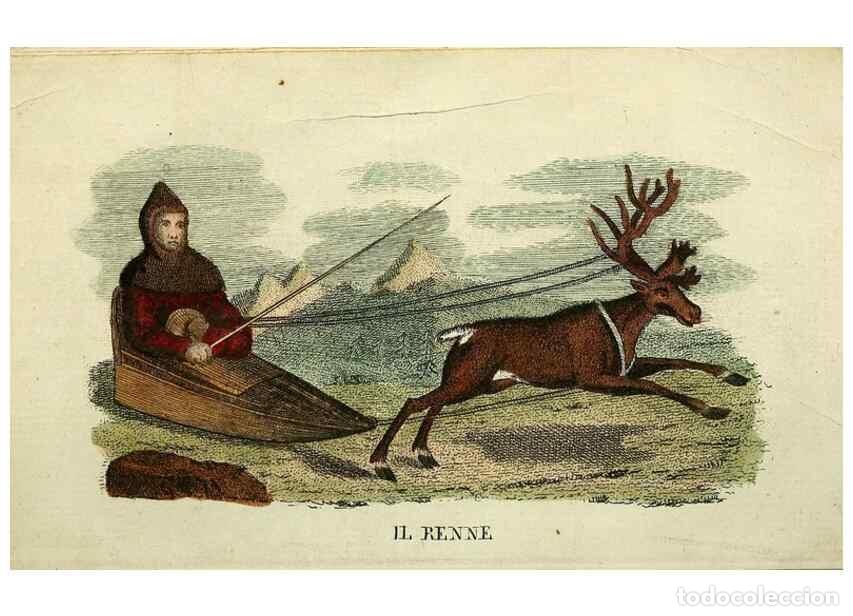 Coleccionismo de Revistas y Peri&oacute;dicos: Reproducci&oacute;n/Reproduction 49742790587: Il gabinetto del giovane naturalista. Milano :Presso Omobono