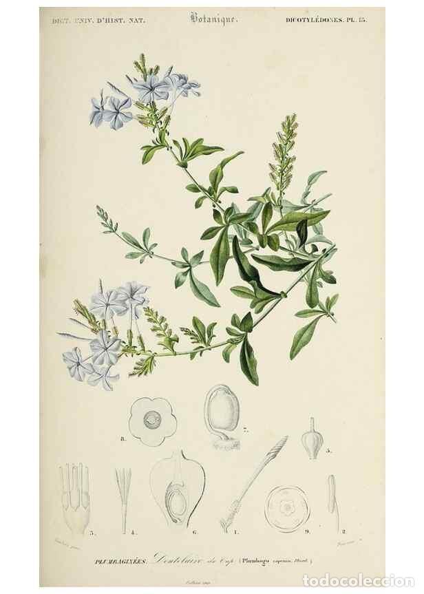 Coleccionismo de Revistas y Peri&oacute;dicos: Reproducci&oacute;n/Reproduction 49725079222: Dictionnaire universel d'histoire naturelle :. Paris :Chez le