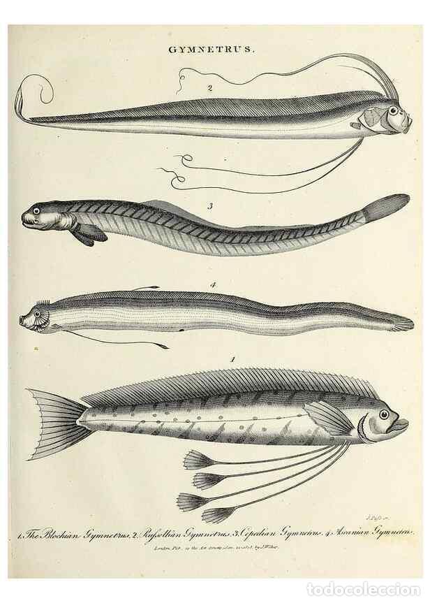 Coleccionismo de Revistas y Peri&oacute;dicos: Reproducci&oacute;n/Reproduction 49754765312: Encyclopaedia londinensis, or, Universal dictionary of arts,