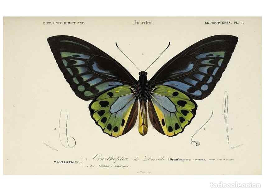 Coleccionismo de Revistas y Peri&oacute;dicos: Reproducci&oacute;n/Reproduction 49724563882: Dictionnaire universel d'histoire naturelle :. Paris :Chez le