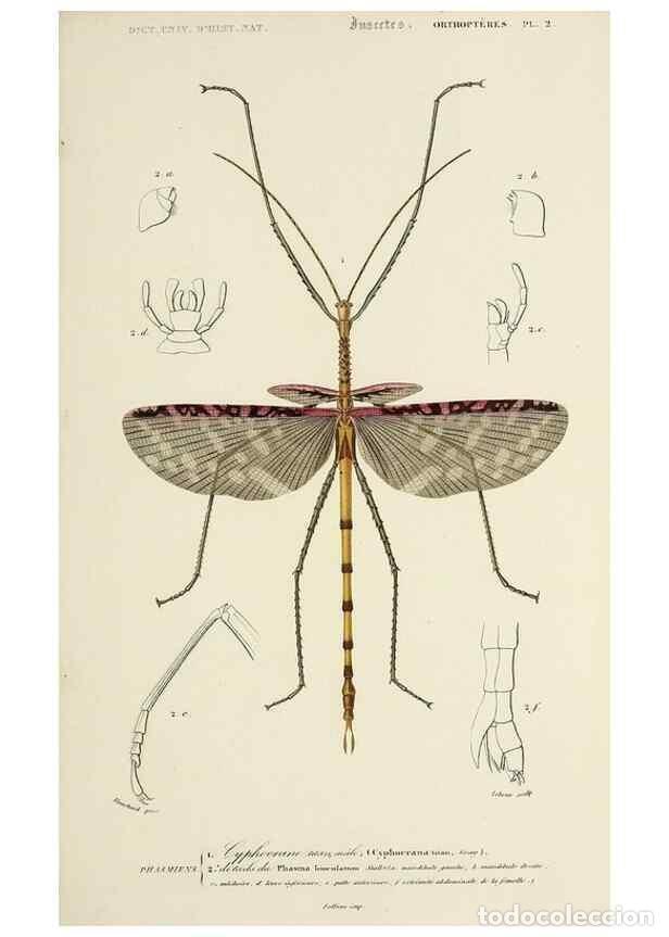 Coleccionismo de Revistas y Peri&oacute;dicos: Reproducci&oacute;n/Reproduction 49724562217: Dictionnaire universel d'histoire naturelle :. Paris :Chez le