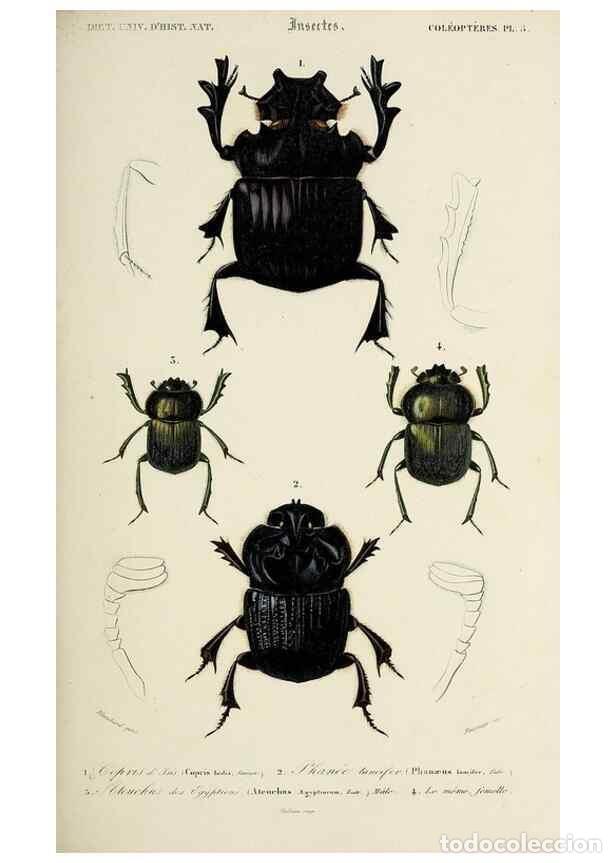 Coleccionismo de Revistas y Peri&oacute;dicos: Reproducci&oacute;n/Reproduction 49724559267: Dictionnaire universel d'histoire naturelle :. Paris :Chez le