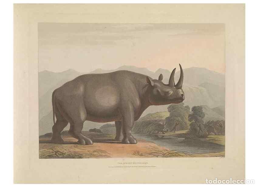 Coleccionismo de Revistas y Peri&oacute;dicos: Reproducci&oacute;n/Reproduction 49752713058: [African scenery and animals]. London,1804-05. - Daniell, Sam