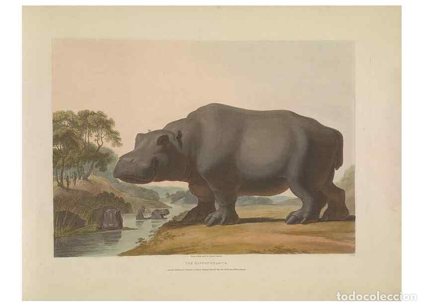 Coleccionismo de Revistas y Peri&oacute;dicos: Reproducci&oacute;n/Reproduction 49752708573: [African scenery and animals]. London,1804-05. - Daniell, Sam