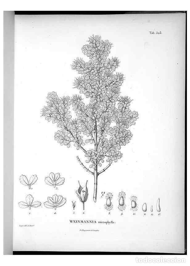 Collectionnisme de Revues et Journaux: Reproducci&oacute;n/Reproduction 49556857302: Nova genera et species plantarum :. Antverpiae :Ex officina C