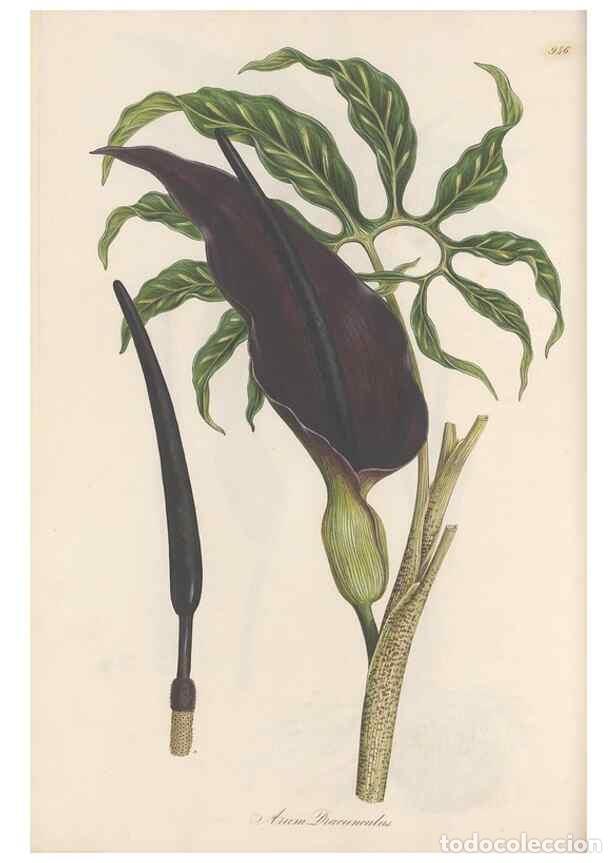 Collectionnisme de Revues et Journaux: Reproducci&oacute;n/Reproduction 49580327632: Flora Graeca, sive, Plantarum rariorum historia, quas in prov