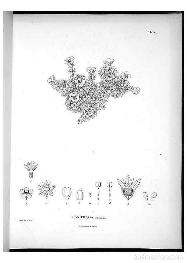 Collectionnisme de Revues et Journaux: Reproducci&oacute;n/Reproduction 49556122743: Nova genera et species plantarum :. Antverpiae :Ex officina C
