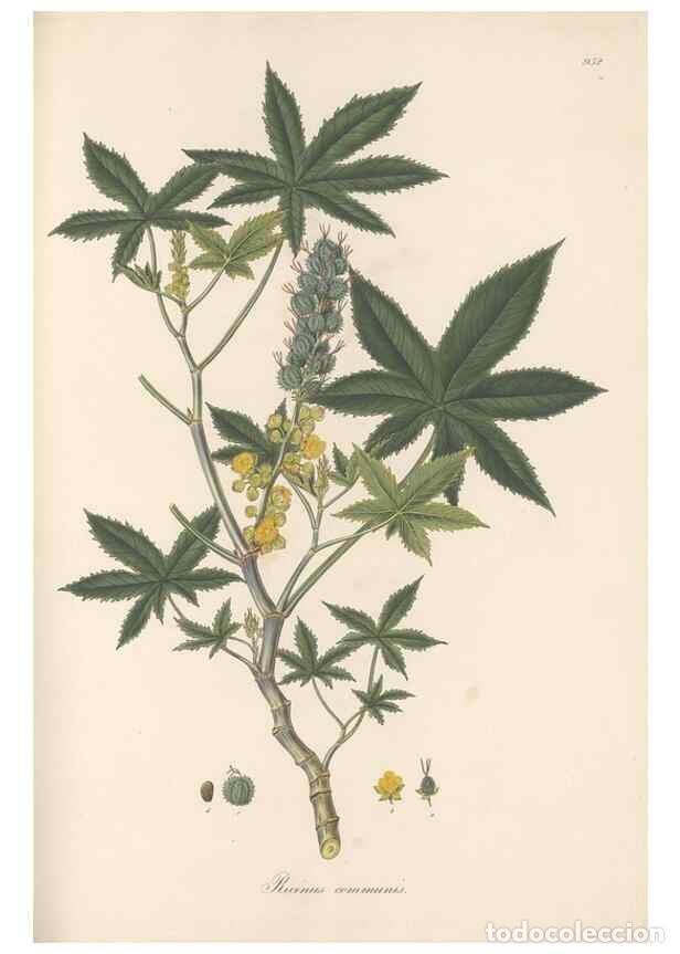 Collectionnisme de Revues et Journaux: Reproducci&oacute;n/Reproduction 49579601968: Flora Graeca, sive, Plantarum rariorum historia, quas in prov