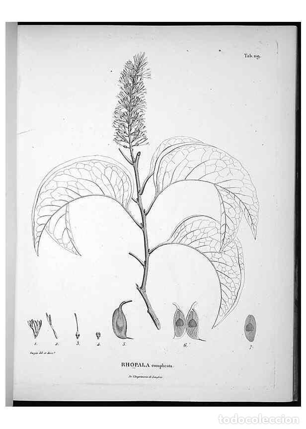 Collectionnisme de Revues et Journaux: Reproducci&oacute;n/Reproduction 49556645787: Nova genera et species plantarum :. Antverpiae :Ex officina C