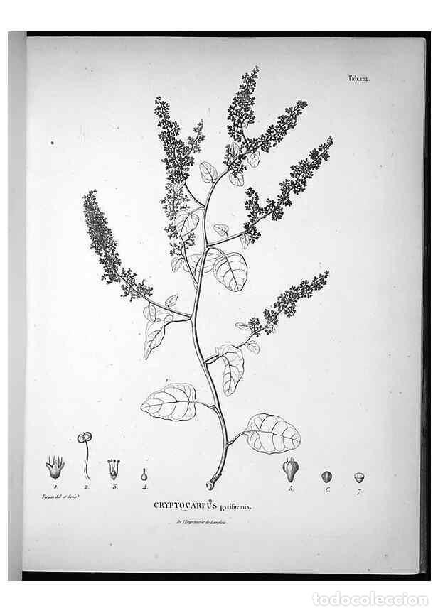 Collectionnisme de Revues et Journaux: Reproducci&oacute;n/Reproduction 49556411106: Nova genera et species plantarum :. Antverpiae :Ex officina C