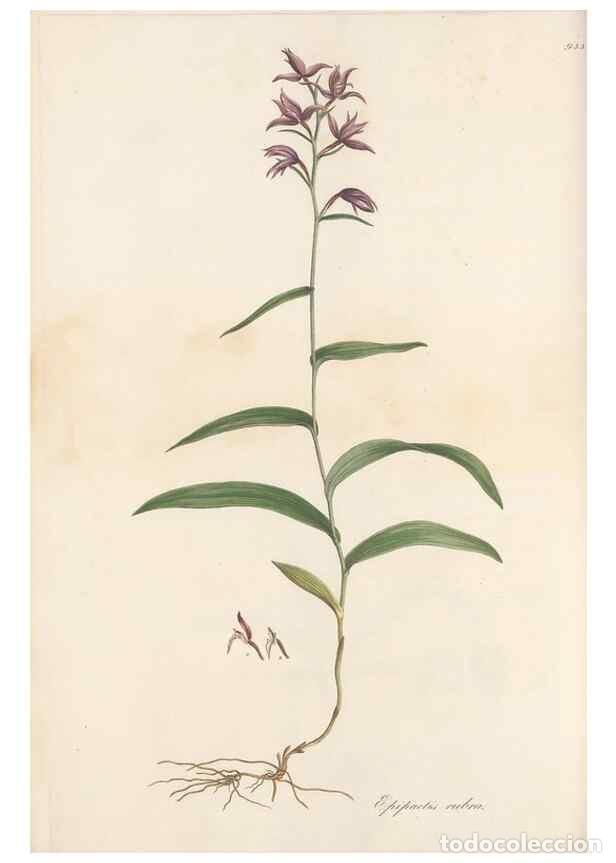 Collectionnisme de Revues et Journaux: Reproducci&oacute;n/Reproduction 49579595903: Flora Graeca, sive, Plantarum rariorum historia, quas in prov