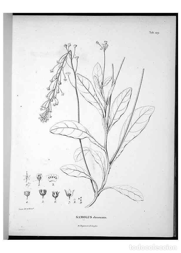 Collectionnisme de Revues et Journaux: Reproducci&oacute;n/Reproduction 49556411981: Nova genera et species plantarum :. Antverpiae :Ex officina C