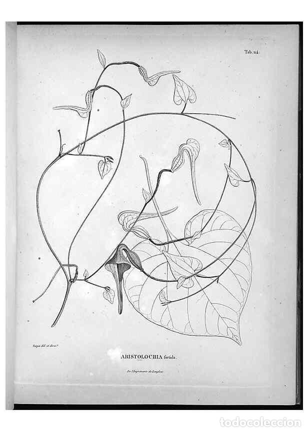 Collectionnisme de Revues et Journaux: Reproducci&oacute;n/Reproduction 49556409471: Nova genera et species plantarum :. Antverpiae :Ex officina C