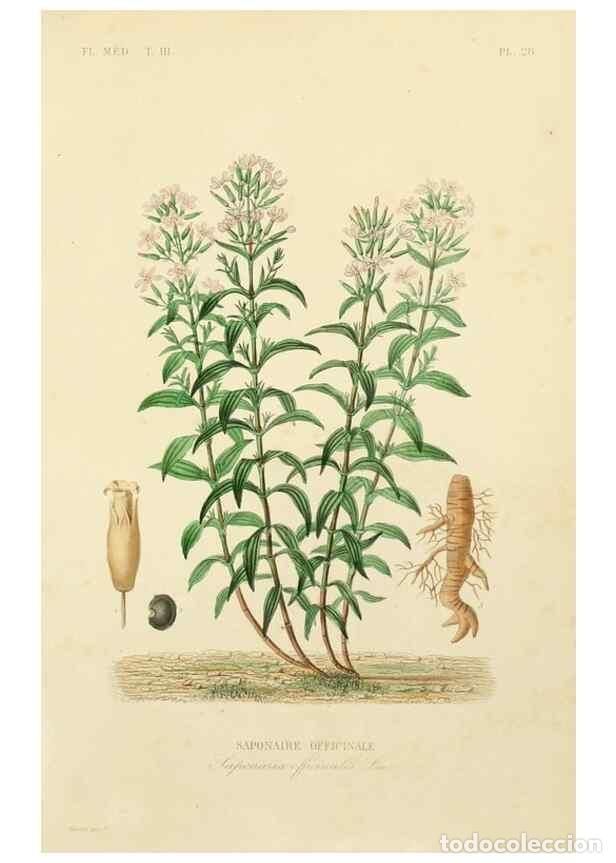 Collectionnisme de Revues et Journaux: Reproducci&oacute;n/Reproduction 49583680607: Le R&egrave;gne v&eacute;g&eacute;tal;. Paris,L. Gu&eacute;rin,1870-72.. - R&eacute;veil, O.