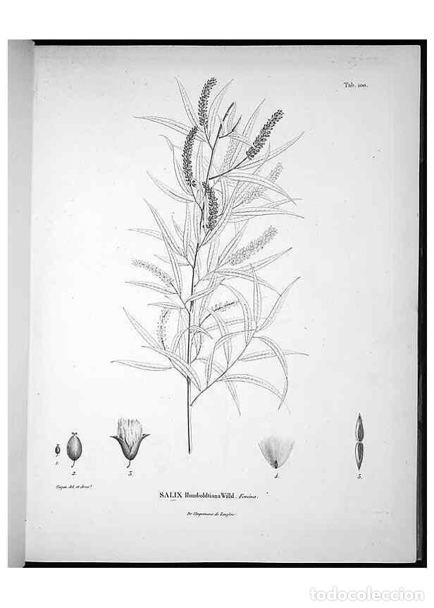 Collectionnisme de Revues et Journaux: Reproducci&oacute;n/Reproduction 49556407206: Nova genera et species plantarum :. Antverpiae :Ex officina C