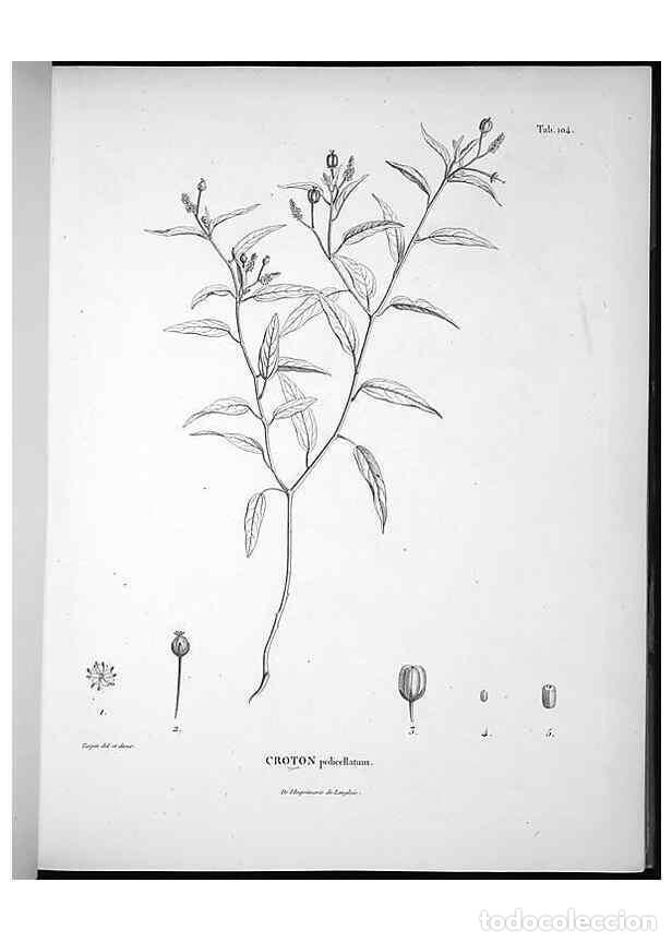 Collectionnisme de Revues et Journaux: Reproducci&oacute;n/Reproduction 49555913263: Nova genera et species plantarum :. Antverpiae :Ex officina C