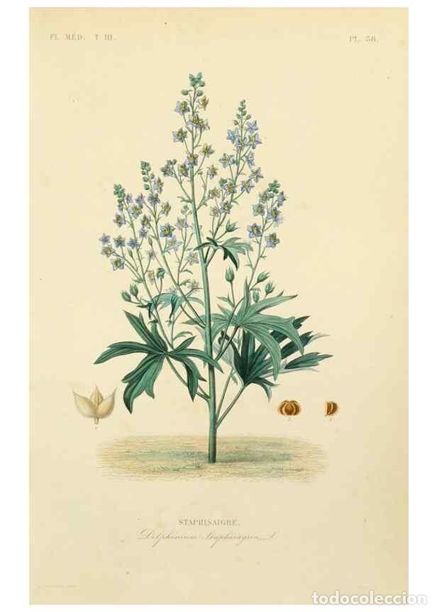 Collectionnisme de Revues et Journaux: Reproducci&oacute;n/Reproduction 49583447451: Le R&egrave;gne v&eacute;g&eacute;tal;. Paris,L. Gu&eacute;rin,1870-72.. - R&eacute;veil, O.