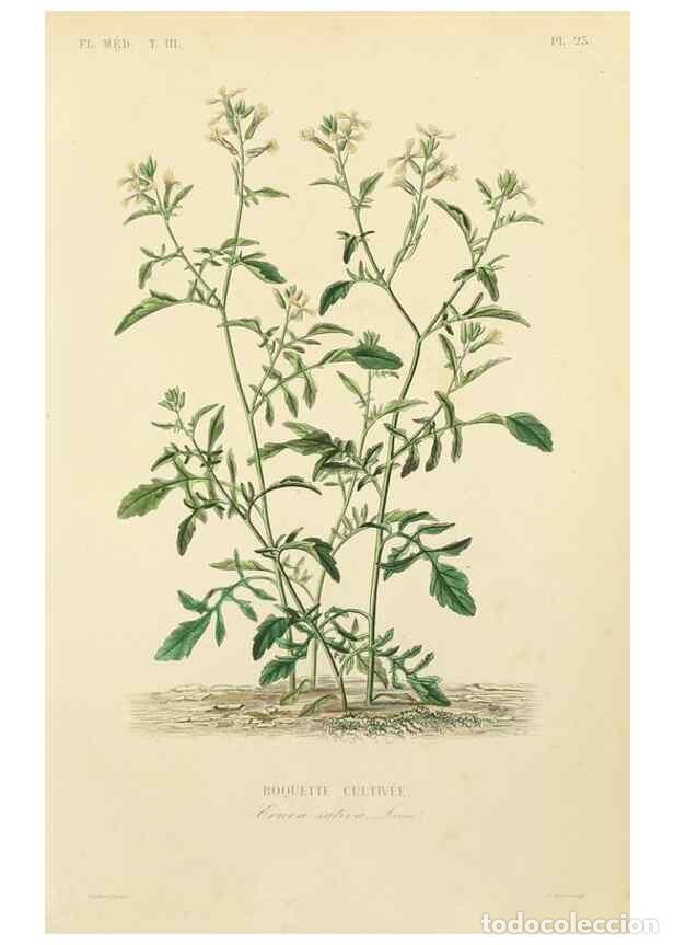 Collectionnisme de Revues et Journaux: Reproducci&oacute;n/Reproduction 49582946993: Le R&egrave;gne v&eacute;g&eacute;tal;. Paris,L. Gu&eacute;rin,1870-72.. - R&eacute;veil, O.