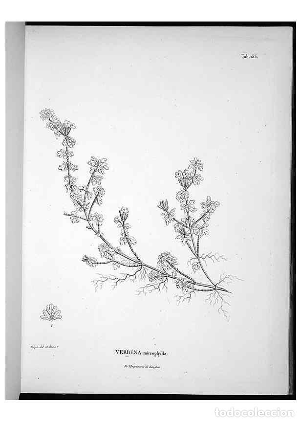 Collectionnisme de Revues et Journaux: Reproducci&oacute;n/Reproduction 49556412671: Nova genera et species plantarum :. Antverpiae :Ex officina C