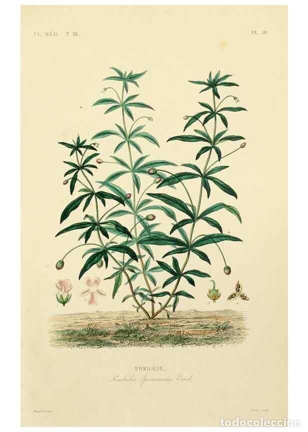 Collectionnisme de Revues et Journaux: Reproducci&oacute;n/Reproduction 49583675872: Le R&egrave;gne v&eacute;g&eacute;tal;. Paris,L. Gu&eacute;rin,1870-72.. - R&eacute;veil, O.