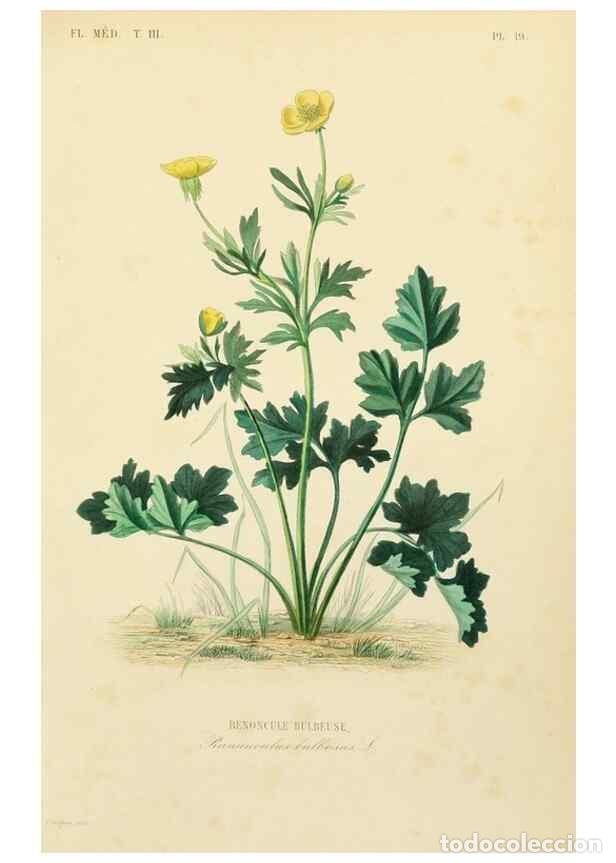 Sammeln von Zeitschriften und Zeitungen: Reproducci&oacute;n/Reproduction 49582945888: Le R&egrave;gne v&eacute;g&eacute;tal;. Paris,L. Gu&eacute;rin,1870-72.. - R&eacute;veil, O.