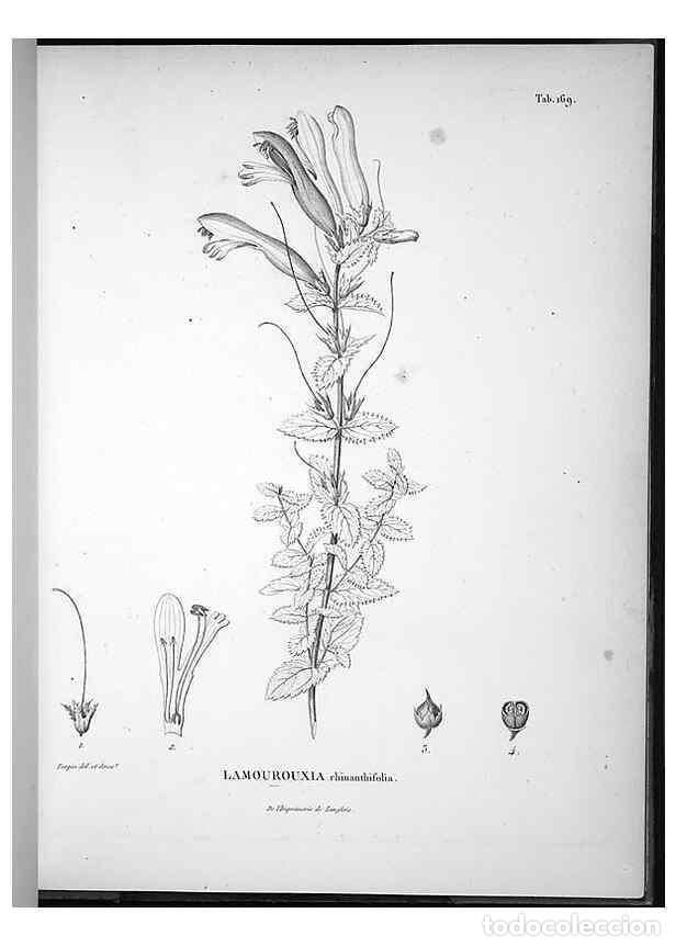 Sammeln von Zeitschriften und Zeitungen: Reproducci&oacute;n/Reproduction 49556654592: Nova genera et species plantarum :. Antverpiae :Ex officina C