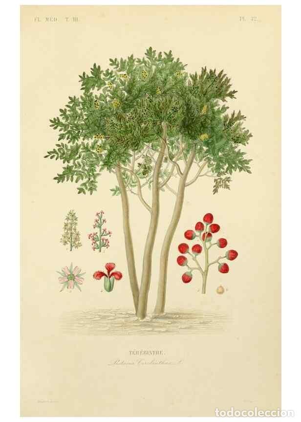 Sammeln von Zeitschriften und Zeitungen: Reproducci&oacute;n/Reproduction 49583685392: Le R&egrave;gne v&eacute;g&eacute;tal;. Paris,L. Gu&eacute;rin,1870-72.. - R&eacute;veil, O.