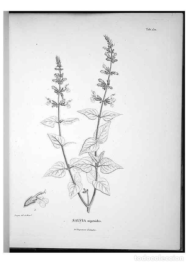 Sammeln von Zeitschriften und Zeitungen: Reproducci&oacute;n/Reproduction 49556415526: Nova genera et species plantarum :. Antverpiae :Ex officina C