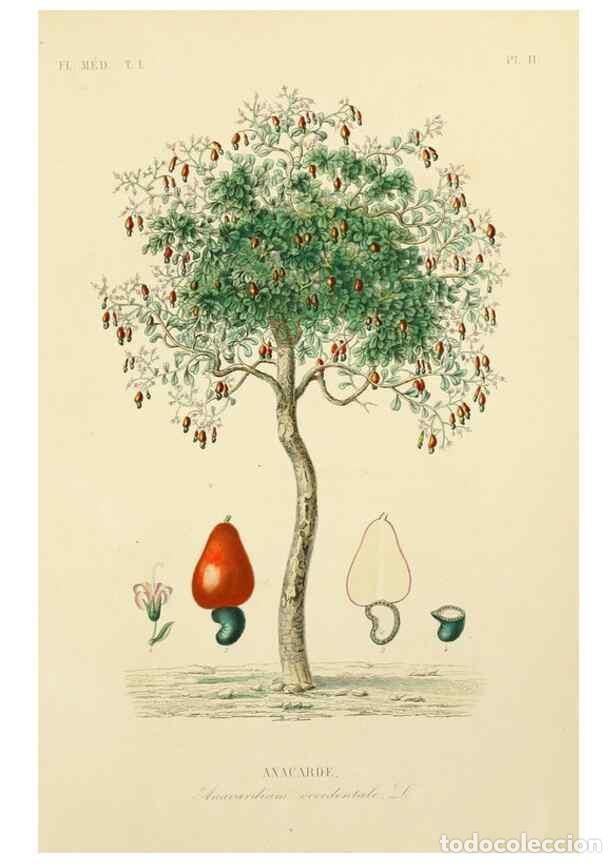 Sammeln von Zeitschriften und Zeitungen: Reproducci&oacute;n/Reproduction 49583748687: Le R&egrave;gne v&eacute;g&eacute;tal;. Paris,L. Gu&eacute;rin,1870-72.. - R&eacute;veil, O.