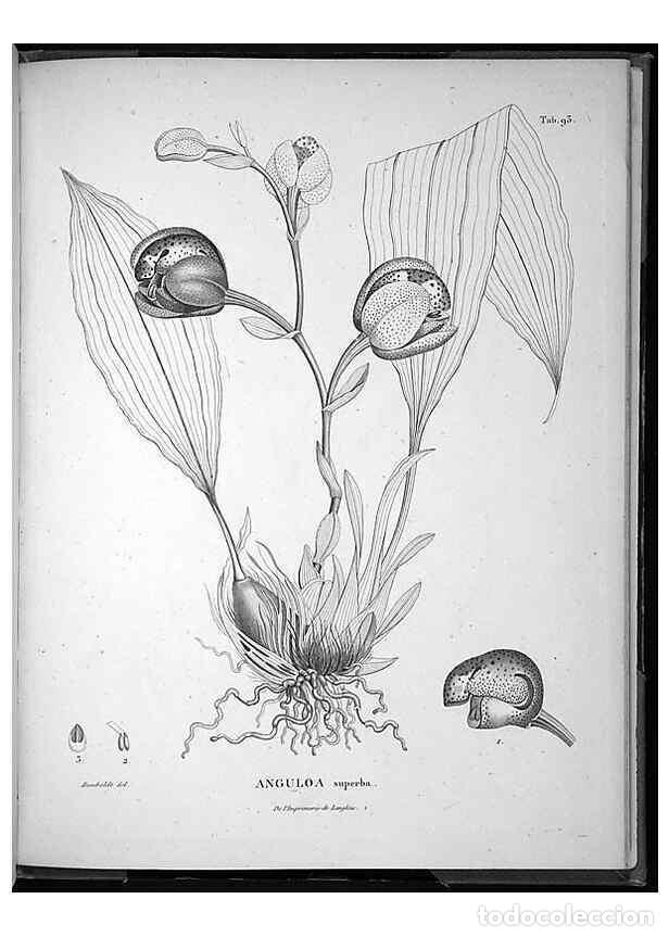 Sammeln von Zeitschriften und Zeitungen: Reproducci&oacute;n/Reproduction 49556621417: Nova genera et species plantarum :. Antverpiae :Ex officina C
