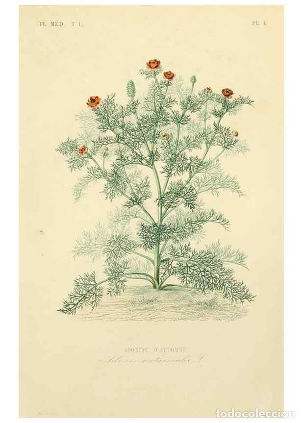 Sammeln von Zeitschriften und Zeitungen: Reproducci&oacute;n/Reproduction 49583510746: Le R&egrave;gne v&eacute;g&eacute;tal;. Paris,L. Gu&eacute;rin,1870-72.. - R&eacute;veil, O.