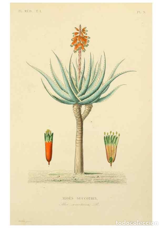 Sammeln von Zeitschriften und Zeitungen: Reproducci&oacute;n/Reproduction 49583017288: Le R&egrave;gne v&eacute;g&eacute;tal;. Paris,L. Gu&eacute;rin,1870-72.. - R&eacute;veil, O.