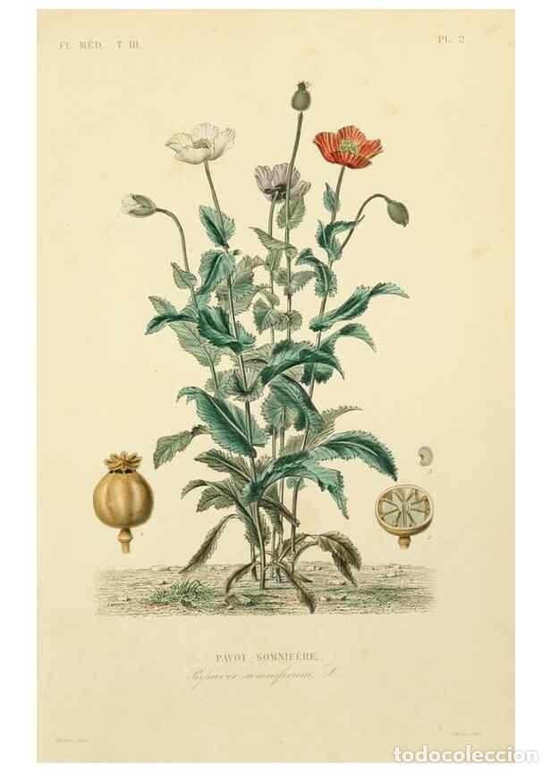 Sammeln von Zeitschriften und Zeitungen: Reproducci&oacute;n/Reproduction 49582941493: Le R&egrave;gne v&eacute;g&eacute;tal;. Paris,L. Gu&eacute;rin,1870-72.. - R&eacute;veil, O.