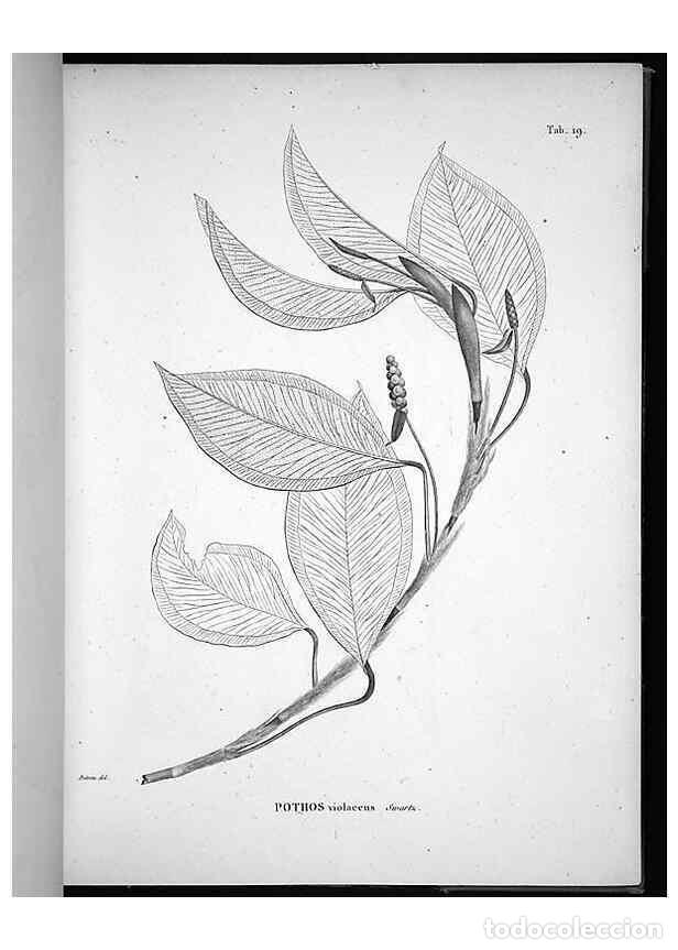 Sammeln von Zeitschriften und Zeitungen: Reproducci&oacute;n/Reproduction 49555879738: Nova genera et species plantarum :. Antverpiae :Ex officina C