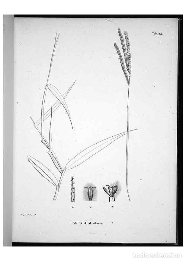 Sammeln von Zeitschriften und Zeitungen: Reproducci&oacute;n/Reproduction 49556374956: Nova genera et species plantarum :. Antverpiae :Ex officina C