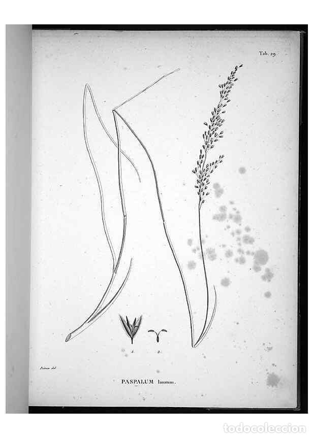 Sammeln von Zeitschriften und Zeitungen: Reproducci&oacute;n/Reproduction 49556375636: Nova genera et species plantarum :. Antverpiae :Ex officina C